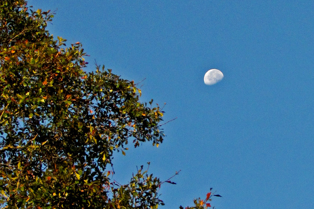 Waning Daytime Moon