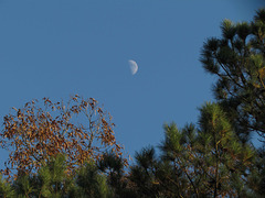 Moon Over the Trees