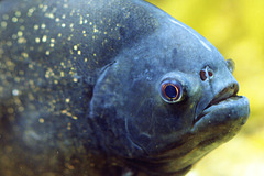 Roter Piranha / red-bellied piranha / Piranha rouge