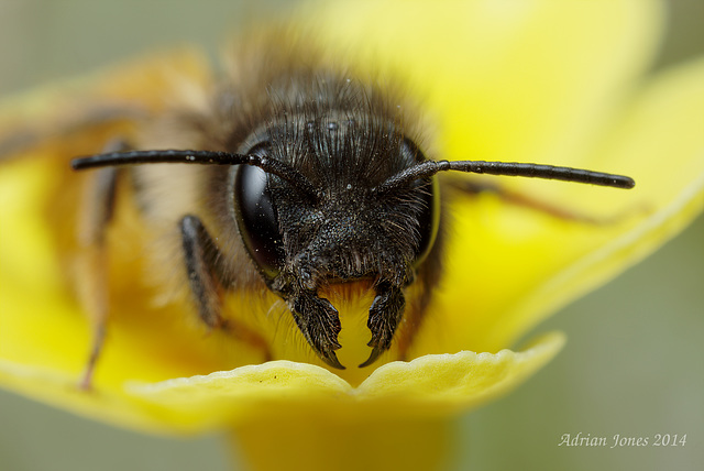 Mining Bee