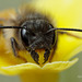 Mining Bee