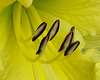 Yellow Daylily Macro