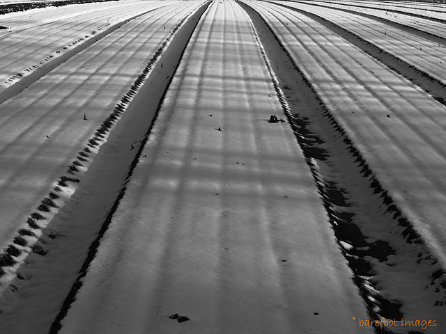 Verschneites Feld - Snowy field