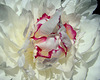 Peony