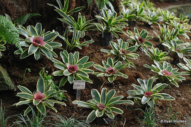 20100128-0307 Neoregelia concentrica (Vell.) L.B.Sm.