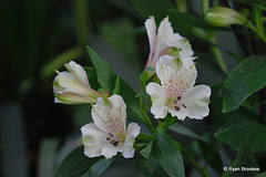 20100128-0311 Alstroemeria Inticancha 'Magic White'