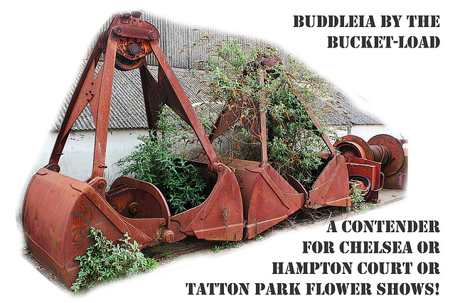 Buckets of Buddleia - Newhaven - 5.4.2014
