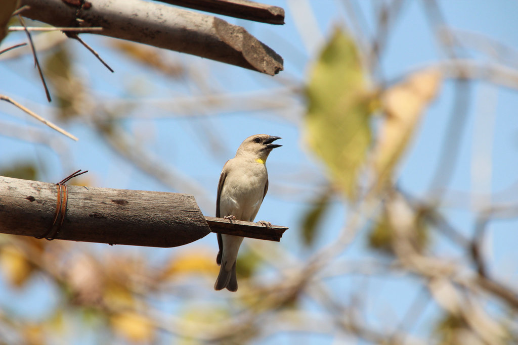 Chestnut-shouldered Petronia