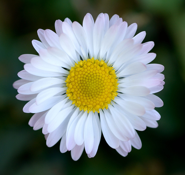 Macro d'une pâquerette