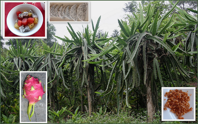 Nachtisch auf vietnamesisch - die Drachenfrucht  (Pitahaya)