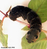 1991 Deilephila elpenor (Elephant Hawkmoth)