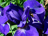 Siberian Iris