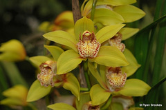 20100128-0362 Cymbidium Rembrandt ‘Masterpiece’