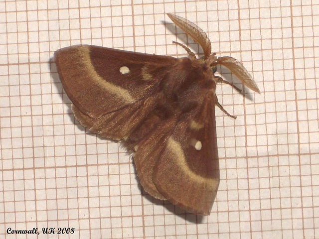 1636 Lasiocampa trifolii (Grass Eggar)