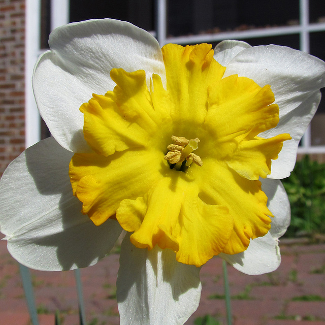 Daffodil