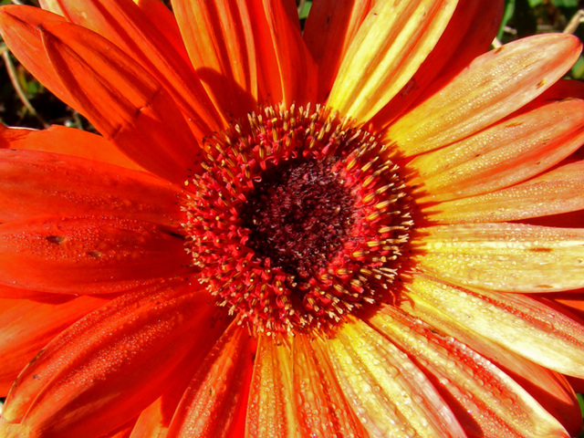 Gerber daisy