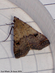 SL09E Bleptina caradrinalis (Bent-wing Owlet)