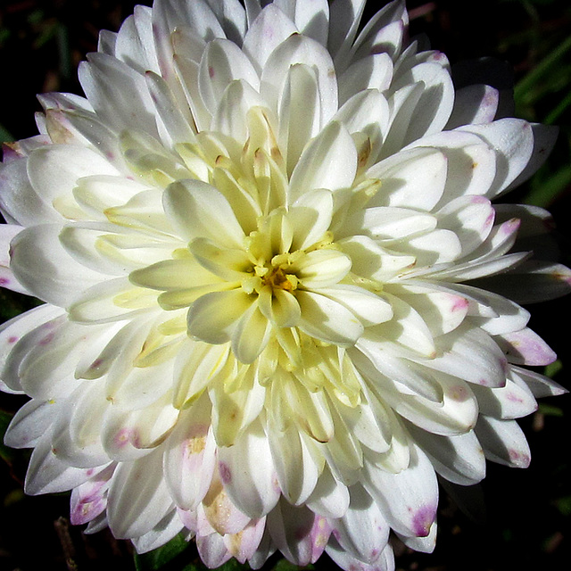 White Chrysanthemum