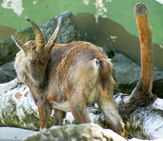 Gestatten: Mama-Steinbock. ©UdoSm