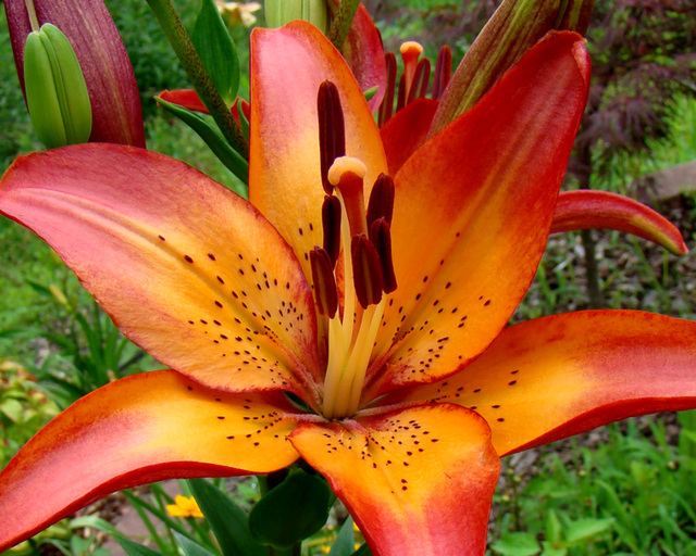 Orange Lily