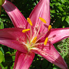 Pink Lily