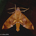SL18E Pachylia ficus (Fig Sphinx)