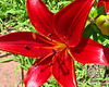 Red Lily