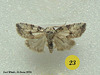 SL23E Unidentified Small Moth (set)