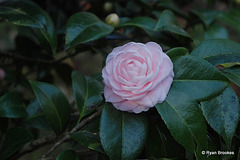 20100128-0409 Camellia japonica L.