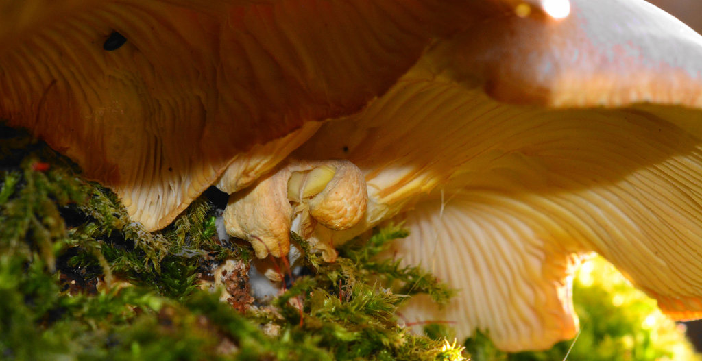 Underside