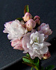 Flowering almond