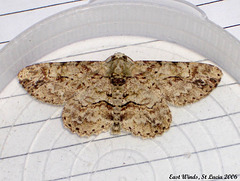 SL28E Ectropis sps?