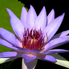 Lavender waterlily