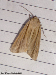 SL33E Leucania humidicola
