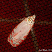 SL34E Utetheisa ornatrix (Bella Moth)