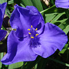 Spiderwort