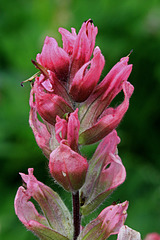 Magenta Paintbrush