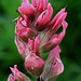 Magenta Paintbrush