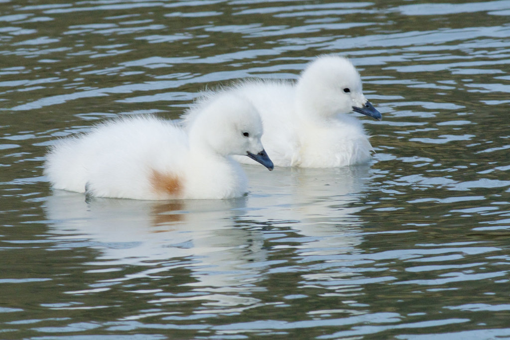 Trumpeter Swan Cygnets