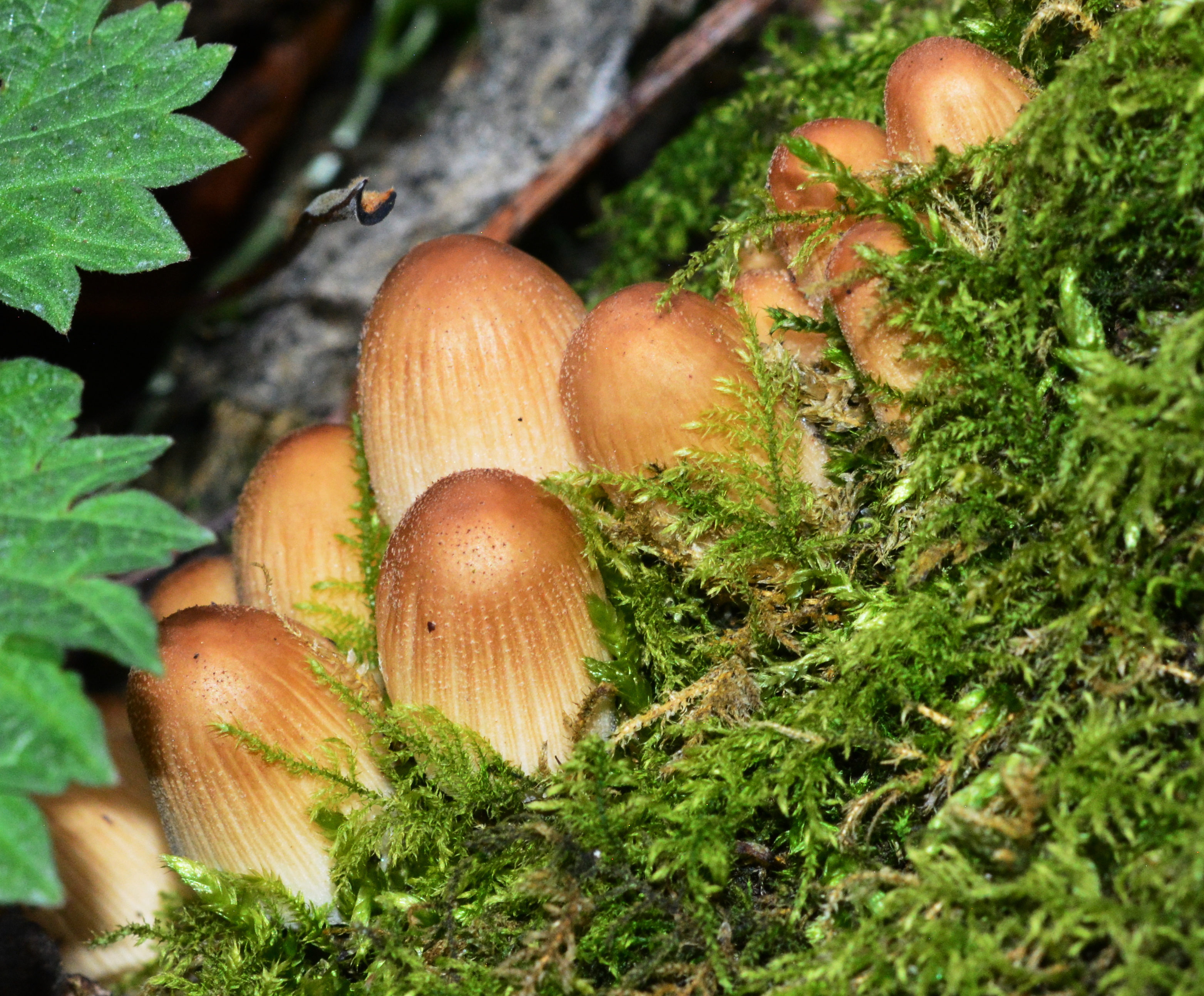 Glistening Inkcaps,Coprinus miccaceus