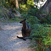 swamp wallaby at the Prom