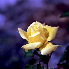 The Yellow Rose of Napa