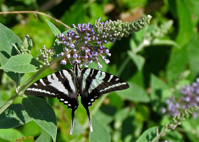 Zebra Swallowtail