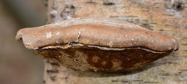 Birch Polypore