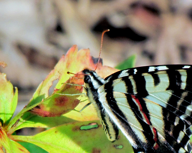 Zebra Swallowtail