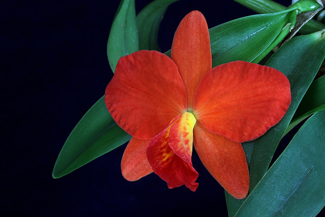 Sophrolaeliocattleya Minibeau