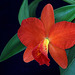 Sophrolaeliocattleya Minibeau