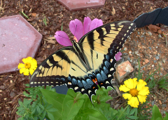 Tiger Swallowtail (female)