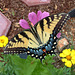 Tiger Swallowtail (female)