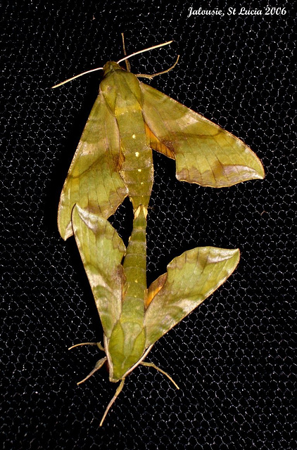 SL50J Xylophanes pluto (Pluto Sphinx) Mating Pair